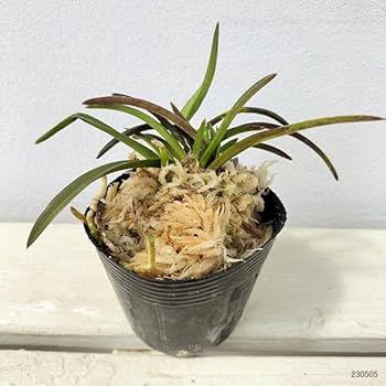 お値下げしました。 風蘭　大苗　白い花 お値下げしました。 風蘭 大苗 白い花 その他